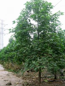 澳洲火焰树（开花时）