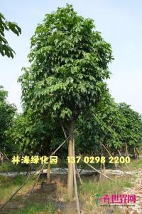 澳洲火焰木
