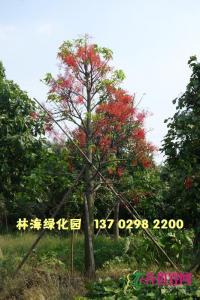 澳洲火焰木