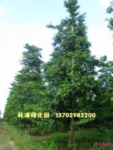 中叶杜英