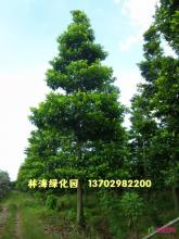中叶杜英