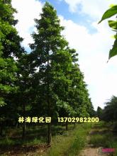中叶杜英