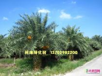 中东海枣